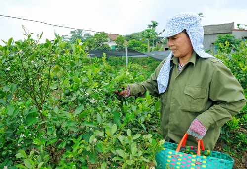 Lãi lớn từ quất trái vụ